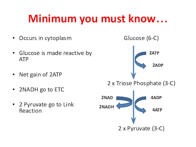 Minimum you must know… Occurs in cytoplasm Glucose is made