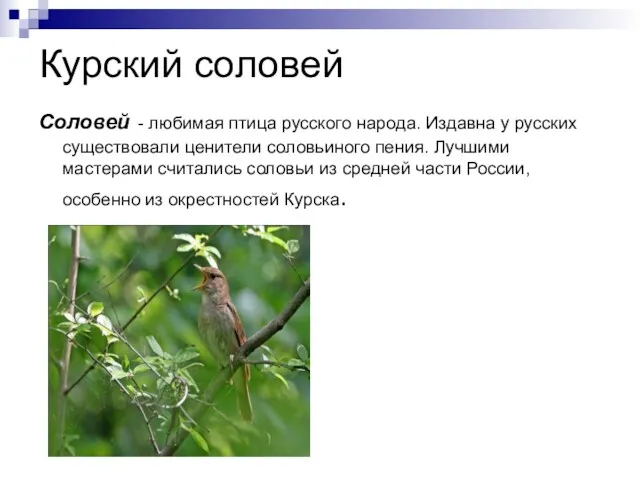 Курский соловей Соловей - любимая птица русского народа. Издавна у