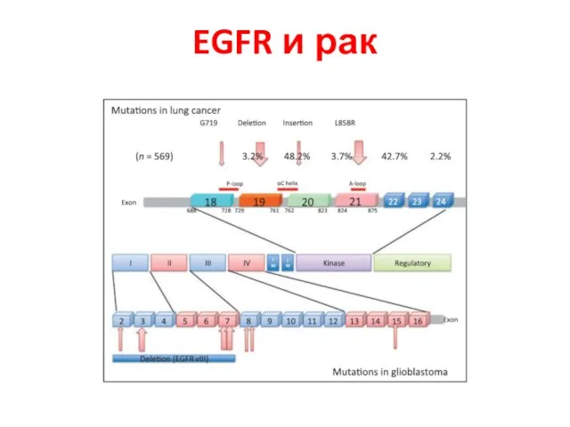 EGFR и рак