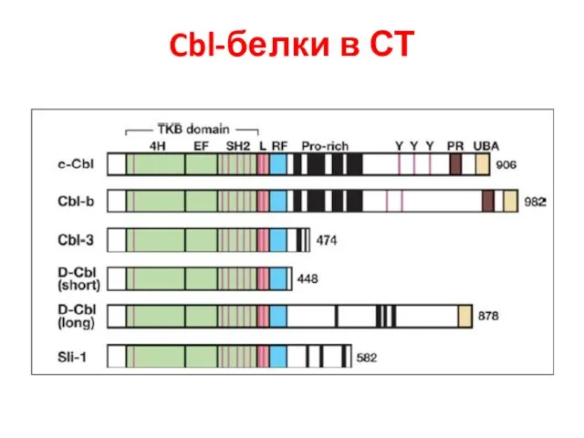 Cbl-белки в СТ