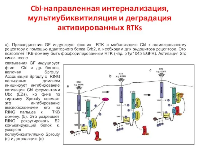Cbl-направленная интернализация, мультиубиквитиляция и деградация активированных RTKs а). Присоединение GF индуцирует фос-ие RTK