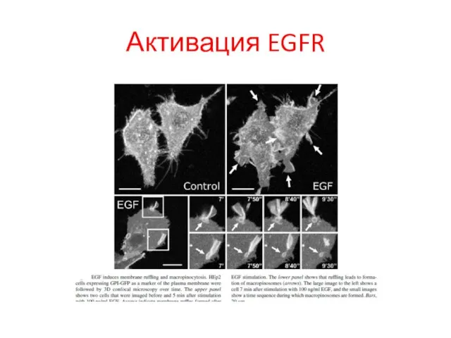 Активация EGFR