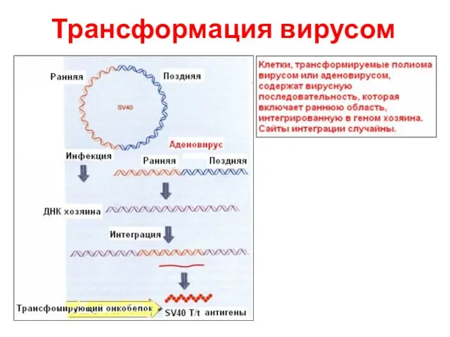 Трансформация вирусом