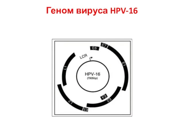 Геном вируса HPV-16