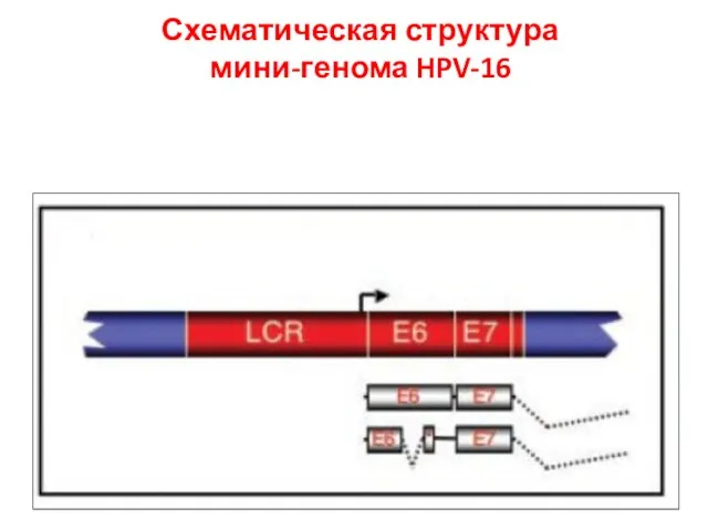 Схематическая структура мини-генома HPV-16