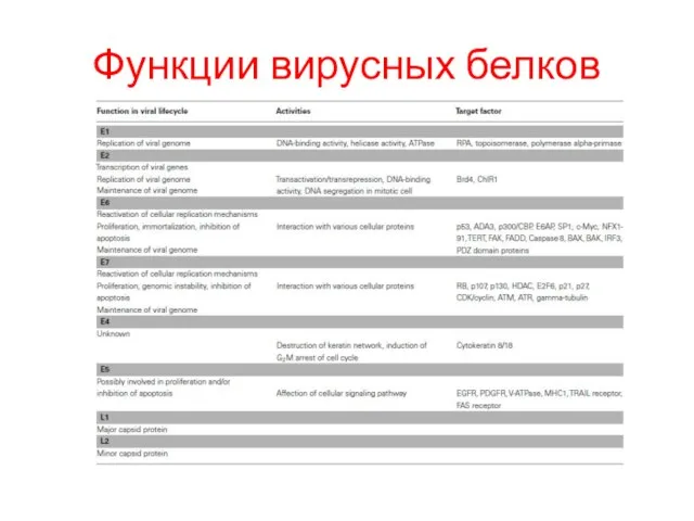 Функции вирусных белков