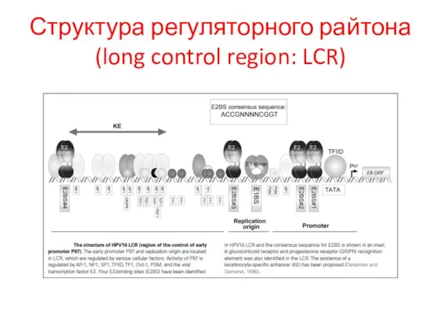 Структура регуляторного райтона (long control region: LCR)