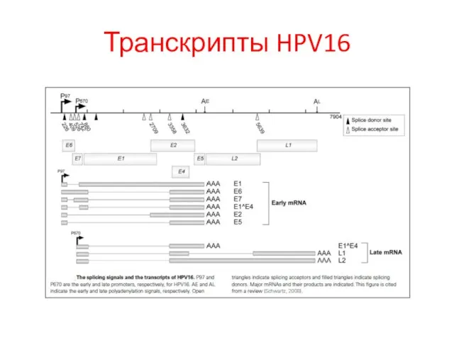 Транскрипты HPV16