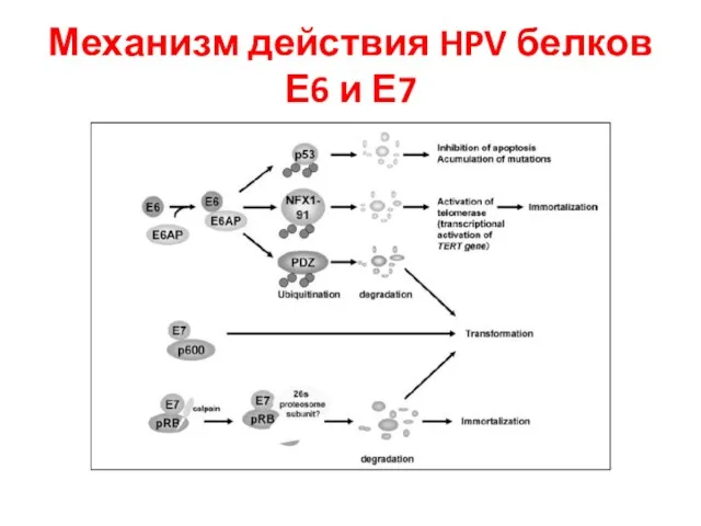 Механизм действия HPV белков Е6 и Е7