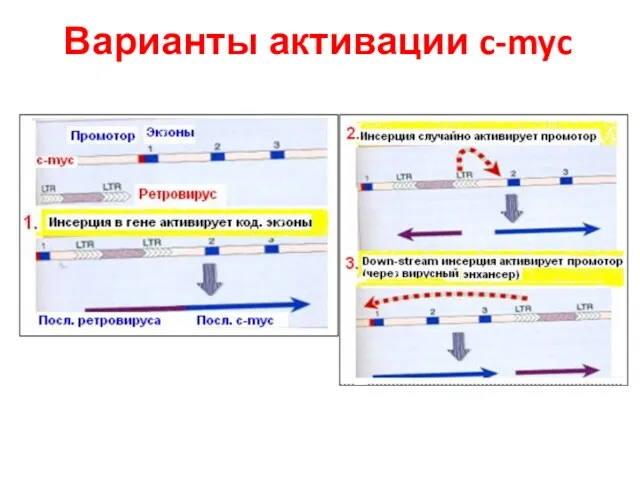 Варианты активации c-myc