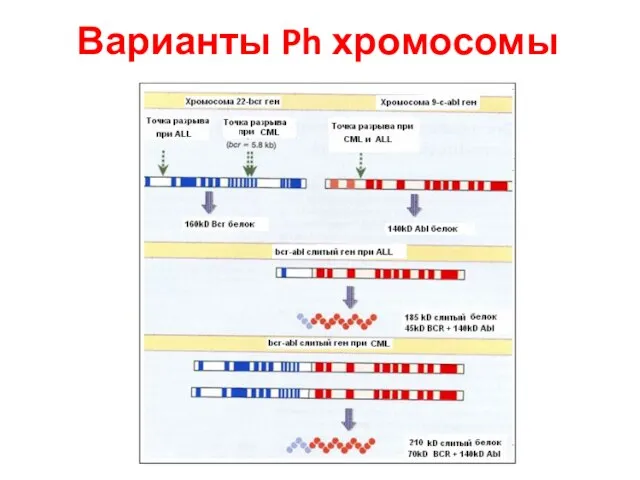 Варианты Ph хромосомы
