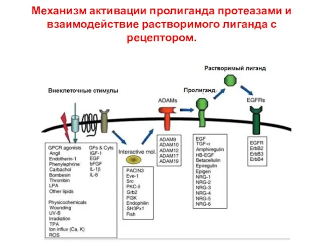 Механизм активации пролиганда протеазами и взаимодействие растворимого лиганда с рецептором.