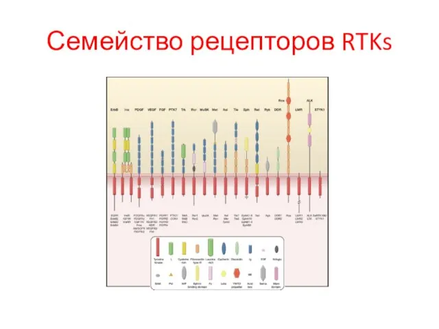 Семейство рецепторов RTKs