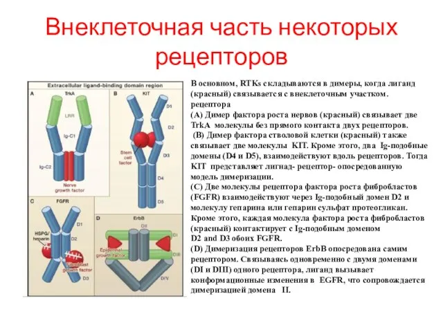 Внеклеточная часть некоторых рецепторов В основном, RTKs складываются в димеры,