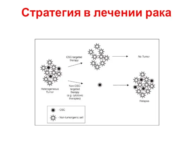 Стратегия в лечении рака