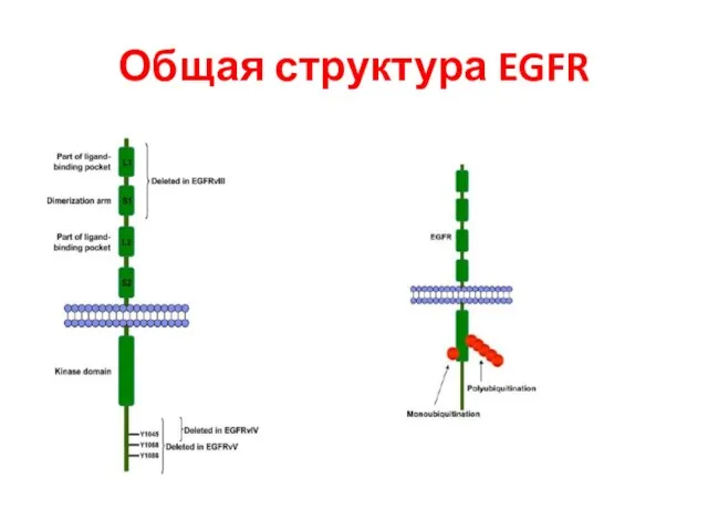 Общая структура EGFR