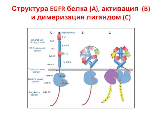 Структура EGFR белка (A), активация (B) и димеризация лигандом (C)