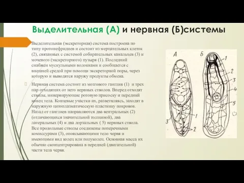 Выделительная (А) и нервная (Б)системы Выделительная (экскреторная) система построена по