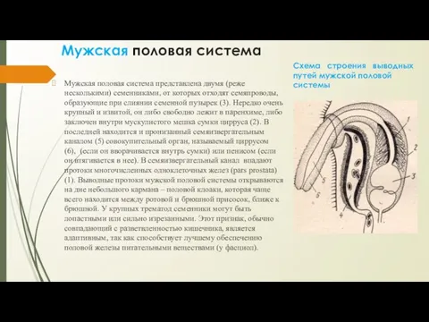 Мужская половая система Мужская половая система представлена двумя (реже несколькими)