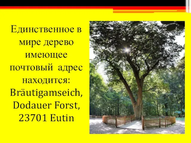Единственное в мире дерево имеющее почтовый адрес находится: Bräutigamseich, Dodauer Forst, 23701 Eutin