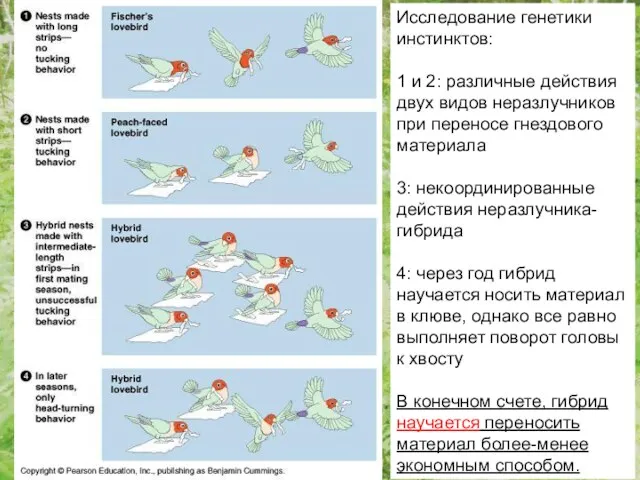 Исследование генетики инстинктов: 1 и 2: различные действия двух видов