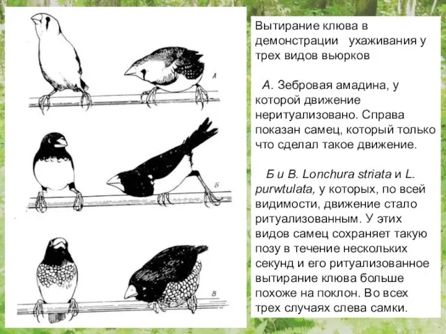 Вытирание клюва в демонстрации ухаживания у трех видов вьюрков А.