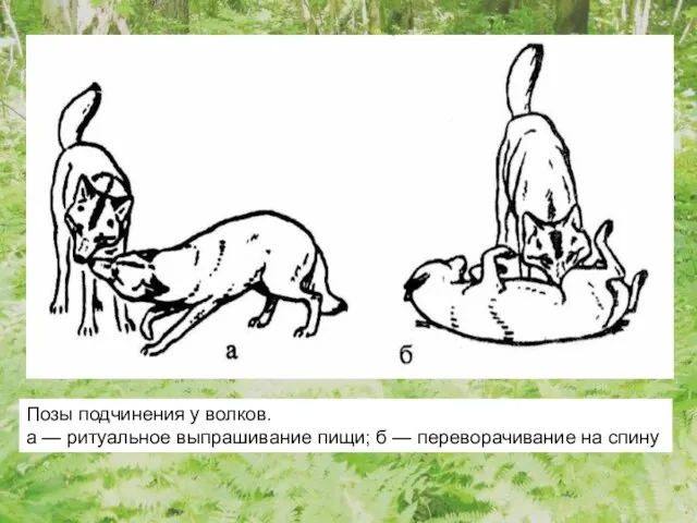 Позы подчинения у волков. а — ритуальное выпрашивание пищи; б — переворачивание на спину