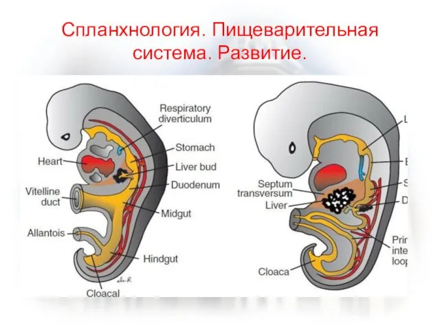 Спланхнология. Пищеварительная система. Развитие.