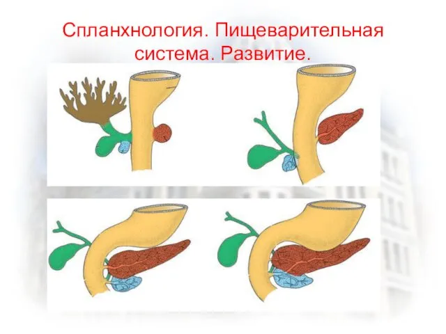 Спланхнология. Пищеварительная система. Развитие.