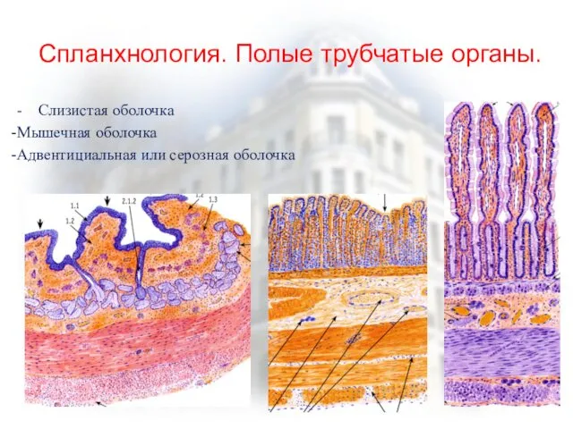 Спланхнология. Полые трубчатые органы. - Слизистая оболочка Мышечная оболочка Адвентициальная или серозная оболочка