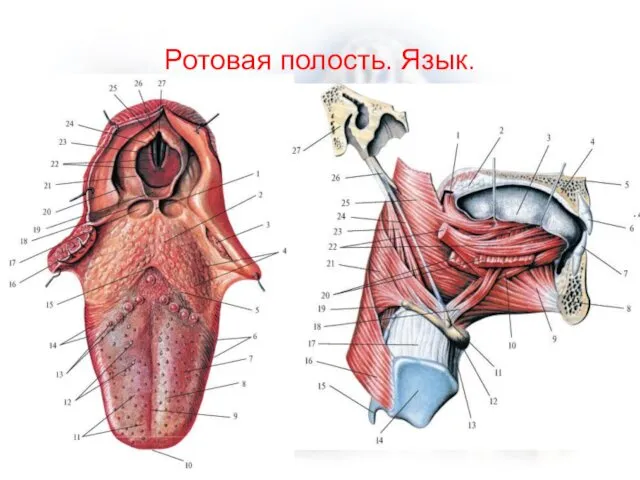 Ротовая полость. Язык.