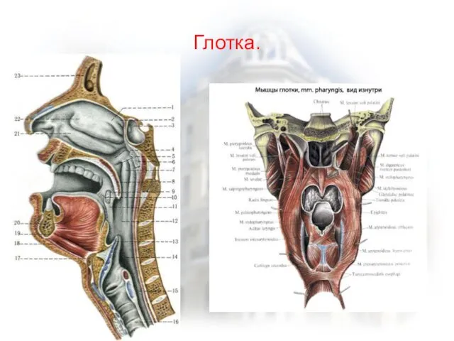 Глотка.