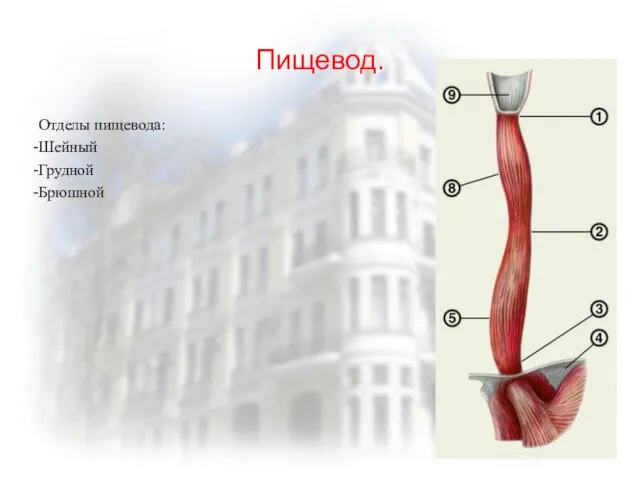 Пищевод. Отделы пищевода: Шейный Грудной Брюшной