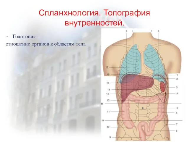 Спланхнология. Топография внутренностей. Голотопия – отношение органов к областям тела