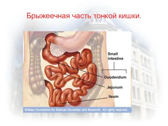 Брыжеечная часть тонкой кишки.