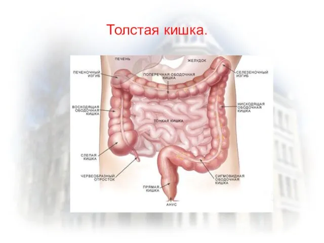 Толстая кишка.