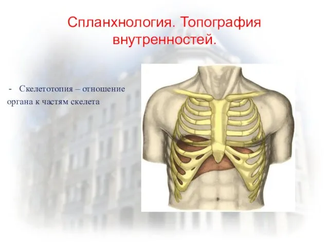 Спланхнология. Топография внутренностей. Скелетотопия – отношение органа к частям скелета