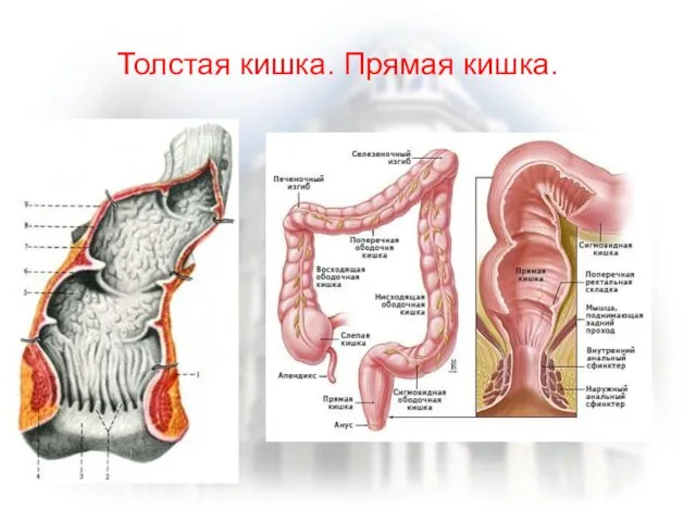 Толстая кишка. Прямая кишка.