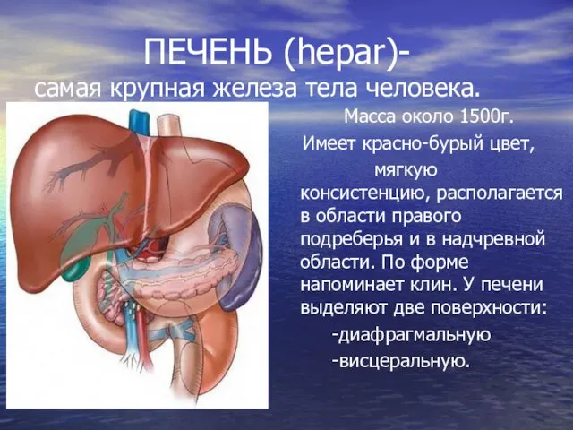 ПЕЧЕНЬ (hepar)- самая крупная железа тела человека. Масса около 1500г.