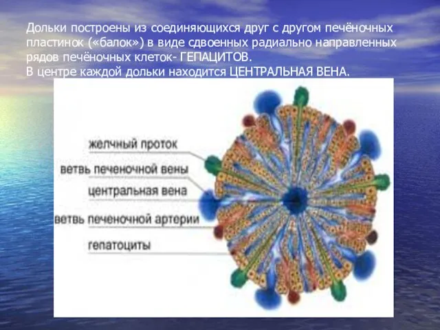 Дольки построены из соединяющихся друг с другом печёночных пластинок («балок»)