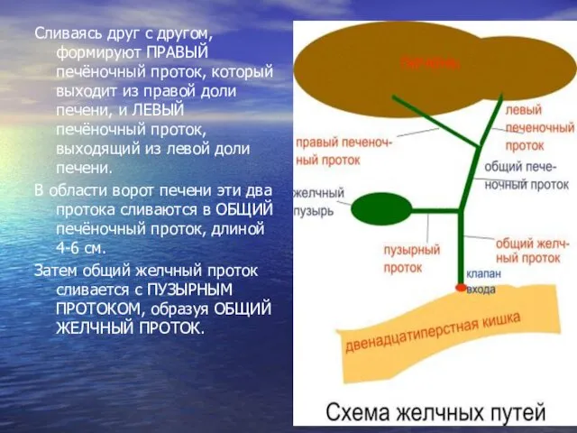 Сливаясь друг с другом, формируют ПРАВЫЙ печёночный проток, который выходит