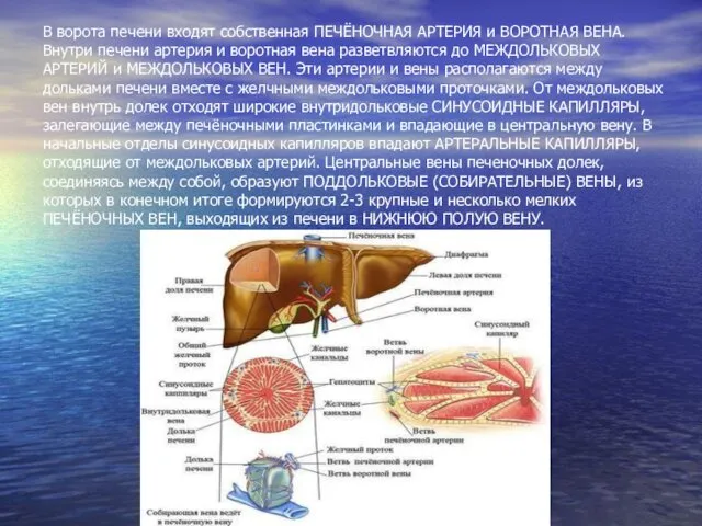 В ворота печени входят собственная ПЕЧЁНОЧНАЯ АРТЕРИЯ и ВОРОТНАЯ ВЕНА.