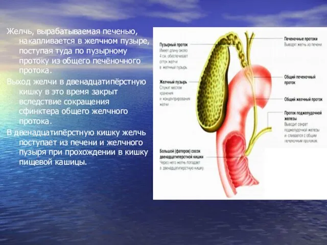 Желчь, вырабатываемая печенью, накапливается в желчном пузыре, поступая туда по