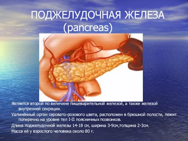 ПОДЖЕЛУДОЧНАЯ ЖЕЛЕЗА (pancreas) Является второй по величине пищеварительной железой, а