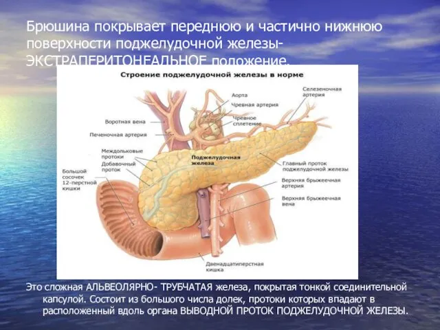 Брюшина покрывает переднюю и частично нижнюю поверхности поджелудочной железы- ЭКСТРАПЕРИТОНЕАЛЬНОЕ