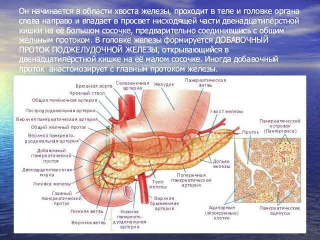 Он начинается в области хвоста железы, проходит в теле и