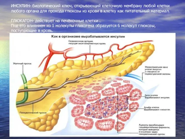 ИНСУЛИН- биологический ключ, открывающий клеточную мембрану любой клетки любого органа