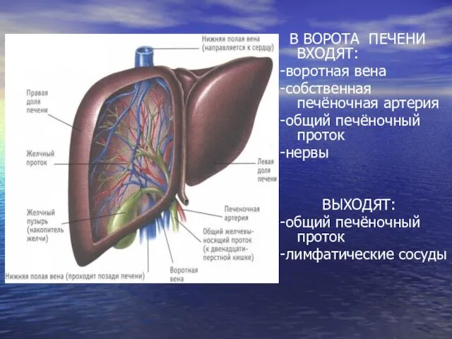 В ВОРОТА ПЕЧЕНИ ВХОДЯТ: -воротная вена -собственная печёночная артерия -общий