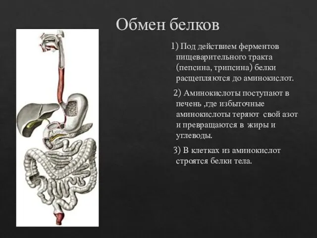 Обмен белков 1) Под действием ферментов пищеварительного тракта (пепсина, трипсина)