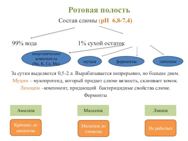 Пищеварительная система